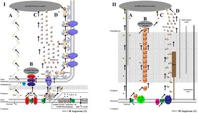 Thermophiles; or, the Modern Prometheus: The Importance of Extreme Microorganisms for Understanding and Applying Extracellular Electron Transfer